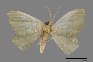 <已分類>Genus：Maxates[00023540]