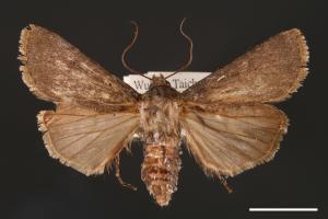 Agrotis taiwana[00000705]