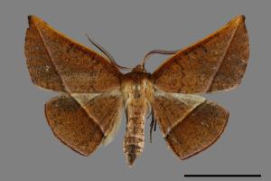 Garaeus argillaceus[陶色鈎角尺蛾][00092217]
