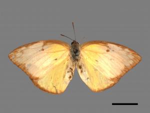 Catopsilia pomona[銀紋淡黃蝶][00014262]
