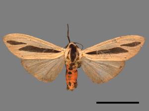 Creatonotos gangis[黑條灰燈蛾][00050321]