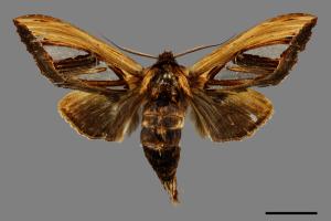 Tarsolepis taiwana[臺灣銀斑舟蛾][00091250]