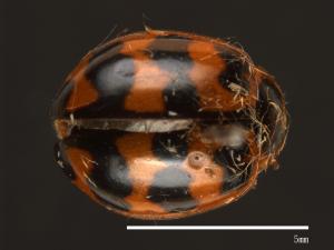 Harmonia octomaculata[八斑和瓢蟲][00084959]