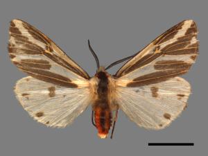Eospilarctia lewisii formosana[褐帶污燈蛾][00018804]