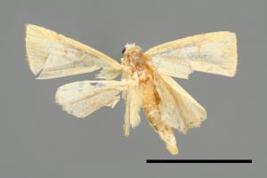 Rivula leucanioides[00008434]
