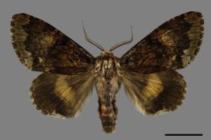 Trisuloides sericea[后夜蛾][00028577]