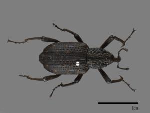 <已分類>Family：Curculionidae[象鼻蟲科][00082581]