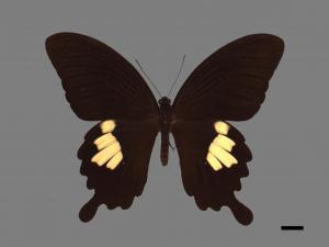 Papilio nephelus chaonulus[臺灣白紋鳳蝶][00014106]