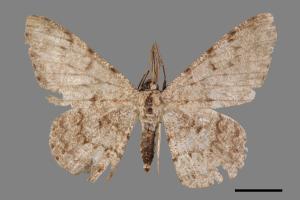 Hypomecis cineracea[齒紋灰褐尺蛾][00038746]