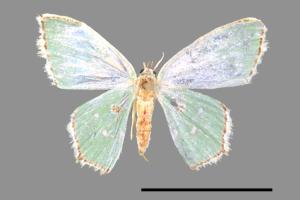 Comostola enodata[小斑四圈青尺蛾][00023502]