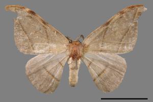 Nordstroemia semililacina[黑點雙帶鉤蛾][00045572]