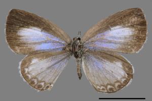 Acytolepsis puspa myla[臺灣琉璃小灰蝶][00015433]