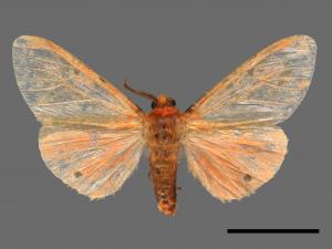 Lemyra alikangensis[三斑澄燈蛾][00039191]