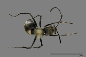 Polyrhachis latona[拉多那棘山蟻][00093618]