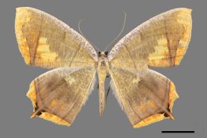 Thinopteryx nebulosa[灰斑黃蝶尺蛾][00061098]