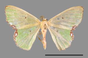 Comibaena procumbaria[白腎紋綠尺蛾][00088106]