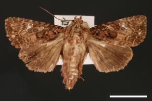 Feliniopsis tripunctata[00002232]