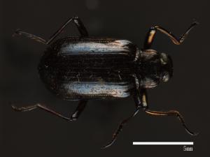 Cleomis marginicollis[爪哇擬步行蟲][00083723]