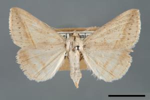 Mocis frugalis[毛跗夜蛾][00005881]