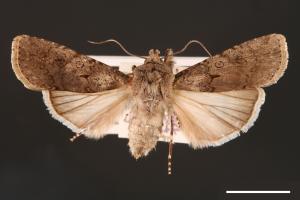 Agrotis segetum[蕪菁夜蛾][00000698]