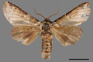 Neodrymonia seriatopunctata[黃肩舟蛾][00047657]