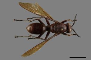 Polistes gigas[巨長腳蜂][00102775]