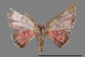 Chrysocraspeda sanguinea[三角赤姬尺蛾][00047386]