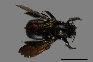 Xylocopa tranquebarorum[銅翼眥木蜂][00106029]