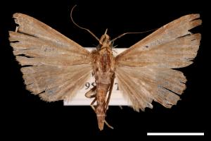 <已分類>Genus：Simplicia[00011494]