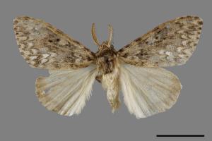 Lymantria grisea kosemponis[L紋褐毒蛾][00053787]