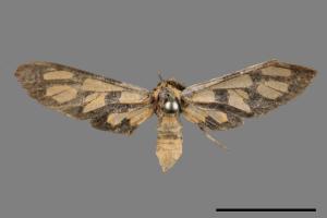 Amata perixanthia[廣鹿子蛾][00067569]