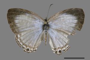 Jamides alecto dromicus[白波紋小灰蝶][00102103]