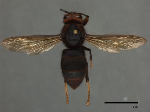 Vespa velutina[黃腳虎頭蜂][00098779]