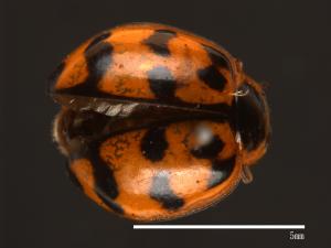 Harmonia octomaculata[八斑和瓢蟲][00085080]