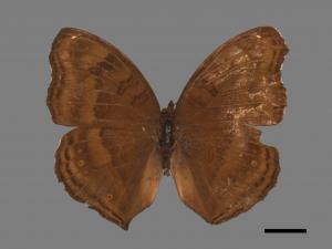 Junonia iphita[黑擬蛺蝶][00088024]