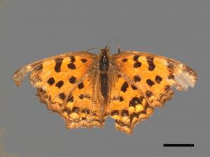 Polygonia c-aureum lunulata[黃蛺蝶][00015304]