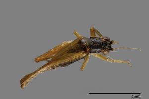 <已分類>Family：Nemobiidae[地蟋科][00026279]