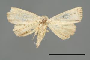 Rivula leucanioides[00008430]