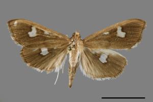 Pleuroptya quadrimaculalis[00065125]