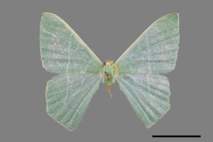 Pelagodes subquadrarius[樟青尺蛾][00023496]