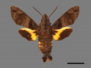 Macroglossum pyrrhosticta[黃斑長喙天蛾][00016518]