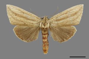 Saliocleta virgata[方角舟蛾][00092533]