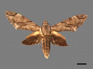 Psilogramma increta[霜降天蛾][00090753]