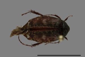 Pachyserica brevitarsis[短脛胖絨毛金龜][00099505]