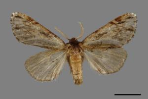 Microphalera grisea yoshimotoi[灰小掌舟蛾][00015702]