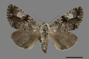 Anacronicta nitida[明后夜蛾][00117114]
