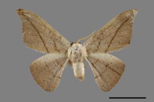 Oreta insignis[交讓木鉤蛾][00071419]