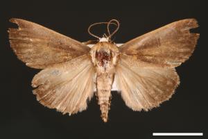 Westermannia elliptica[00004325]