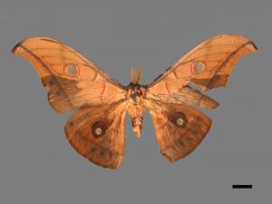 Antheraea pernyi[姬透目天蠶蛾][00016253]