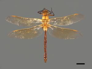 Anax parthenope julius[綠胸晏蜓][00103007]